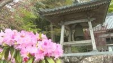 「花の寺」シャクナゲ1万3千株見頃　大分・豊後高田