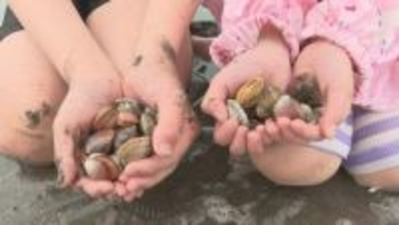 観光潮干狩り最盛期　アサリやマテ貝掘りに挑戦　大分・宇佐