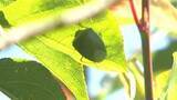 「「カメムシ」急増、大分県が注意報発表　ナシや柑橘類への被害拡大のおそれ」の画像1