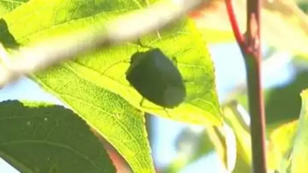 「カメムシ」急増、大分県が注意報発表　ナシや柑橘類への被害拡大のおそれ