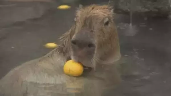 名物のカピバラ温泉がかぼす湯に 別府ラクテンチで冬至イベント・大分