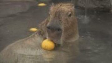 名物のカピバラ温泉がかぼす湯に 別府ラクテンチで冬至イベント・大分