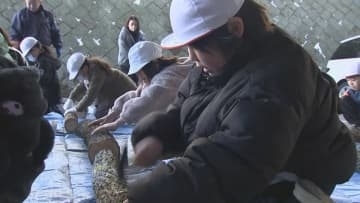 小学生がシイタケの駒打ちを体験　2年後に収獲へ　大分