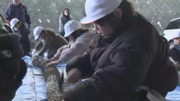小学生がシイタケの駒打ちを体験　2年後に収獲へ　大分