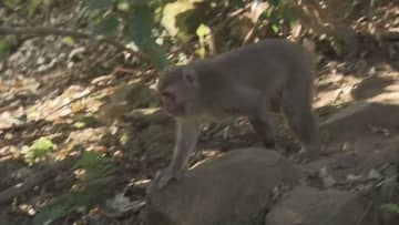 高崎山に生息するサルは760匹　昨年度から125匹減少