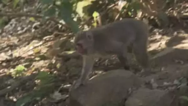 高崎山に生息するサルは760匹　昨年度から125匹減少