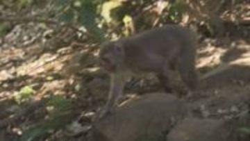 高崎山に生息するサルは760匹　昨年度から125匹減少