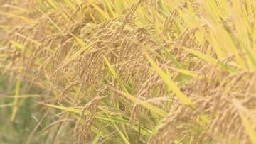 「コメ高騰」大分県の去年の農業産出額　過去24年間で最高の1498億円