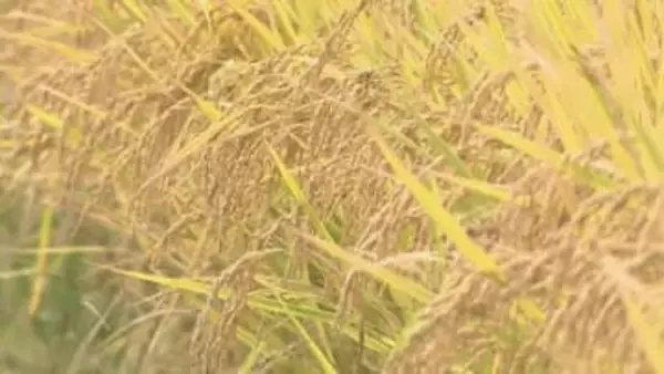 「コメ高騰」大分県の去年の農業産出額　過去24年間で最高の1498億円