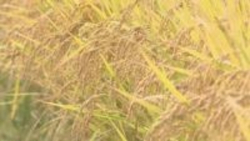 「コメ高騰」大分県の去年の農業産出額　過去24年間で最高の1498億円