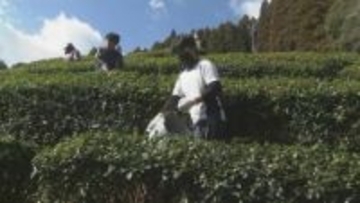 「因尾茶」を栽培　中学生が茶園をメンテナンス、収穫期に備える　大分