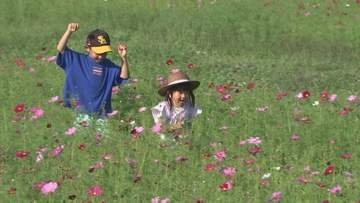 2400万本咲く秋の風物詩「コスモス祭り」今年で最後に…旬の限定スイーツも注目