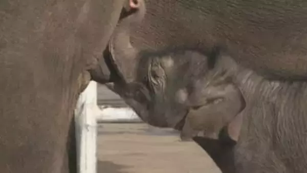 アフリカンサファリでアジアゾウ誕生　名前は「タワ」ちゃん、4月中旬に一般公開へ