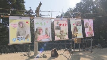 高崎山760匹の頂点は　選抜総選挙スタート　大分