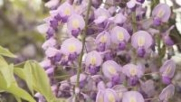 境内を彩る「紫のカーテン」西寒多神社でフジが見頃　例年より１週間早く　限定御朱印も話題に　大分