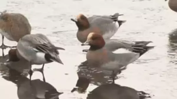 志高湖が凍結　真冬の景色広がる　11日以降、最高気温は3月並みに　大分・別府市