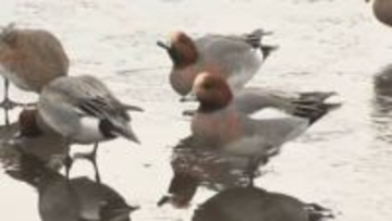 志高湖が凍結　真冬の景色広がる　11日以降、最高気温は3月並みに　大分・別府市