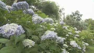 大分県を含む九州北部が梅雨入り　「アジサイ」3000株が見頃　日出町「おおがファーム」