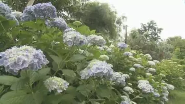 大分県を含む九州北部が梅雨入り　「アジサイ」3000株が見頃　日出町「おおがファーム」
