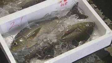 イサキ旬入り宣言　豊後水道で一本釣り…旬の味覚が出荷　「おおいた県産魚の日」制定10周年記念