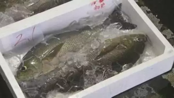イサキ旬入り宣言　豊後水道で一本釣り…旬の味覚が出荷　「おおいた県産魚の日」制定10周年記念
