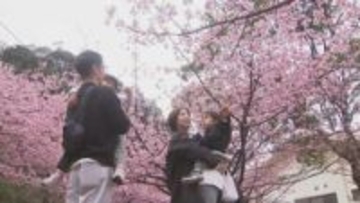 「豊後水道河津桜まつり」開幕　四国まで見渡せるパノラマ絶景と旬の海鮮　大分・津久見市