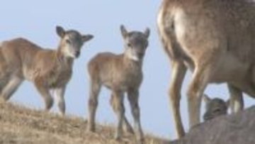 ムフロンシープの赤ちゃんが続々誕生　アフリカンサファリでベビーラッシュ　大分