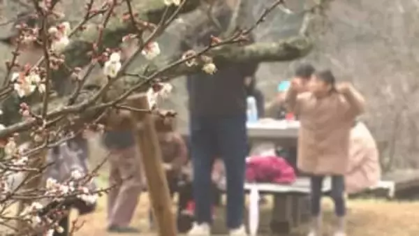 吉野梅まつり始まる　日中はぽかぽか4月並みの陽気に 大分