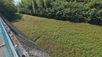 3年で5mから150m…水面が草原化　特定外来種「ナガエツルノゲイトウ」旧高田城の外堀を占拠　刈り取り・運搬は法律違反…県が注意呼びかけ