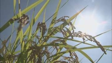 コメの作付意向調査　大分県内７市町「増産」も４市「減産」　全体「前年並み」