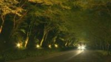 新緑モミジ闇夜に浮かぶ　耶馬渓「ひさしもみじ」ライトアップ　大分・中津市