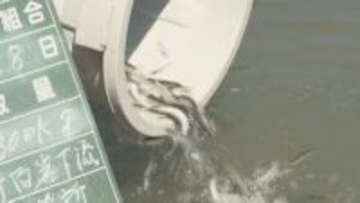 駅館川で稚アユ3万匹放流　大分