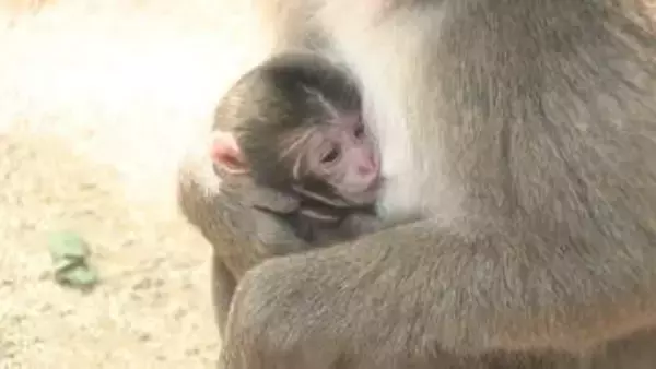 高崎山で今年第1号赤ちゃんザル誕生　投票で決まった名前は？　大分