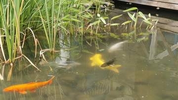 商業施設にいつの間にか“錦鯉”の群れ　管理・飼育ゼロ… 誰かが放流？なぜ育つ？ パークプレイス大分“噂の真相”