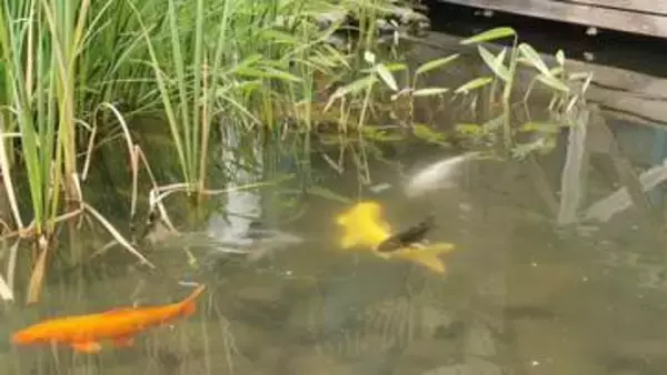 商業施設にいつの間にか“錦鯉”の群れ　管理・飼育ゼロ… 誰かが放流？なぜ育つ？ パークプレイス大分“噂の真相”