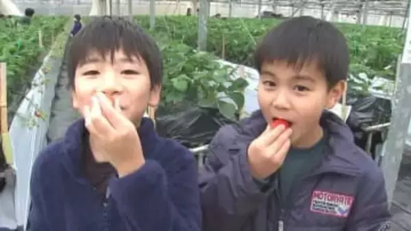 イチゴ農園25日オープン 3品種9000株が食べ頃、地元児童が一足早く満喫　大分・竹田市