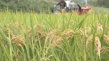 コメ余りで取引価格が4割急落 「農家だけでやっていけない」苦境の生産現場…ブランド化で自慢のコメを守る挑戦