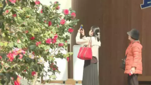 るるパークで「椿まつり」始まる　寒波を乗り越え、色鮮やかに咲き誇る　大分