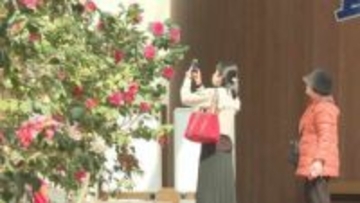 るるパークで「椿まつり」始まる　寒波を乗り越え、色鮮やかに咲き誇る　大分