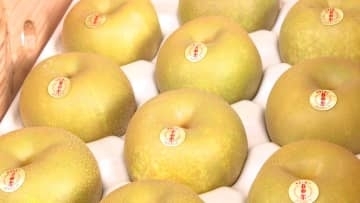 日田市特産の梨、「幸水」の初競り式　最高値は１玉1000円で取り引き　大分