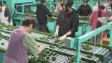 「県産「夏秋ピーマン」出荷始まる　西日本最大の生産量　大分」の画像1