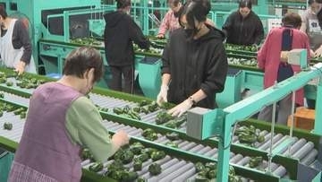 県産「夏秋ピーマン」出荷始まる　西日本最大の生産量　大分