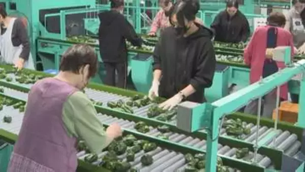 県産「夏秋ピーマン」出荷始まる　西日本最大の生産量　大分