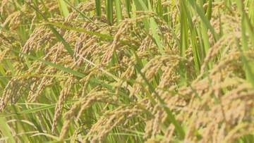 コメ作況単収指数、大分県は「100」で平年並み　予想収穫量は去年より3000トン減少
