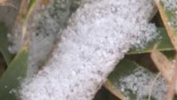 この冬一番の寒気到来　竹田市で今季最低気温マイナス２.８度　大分