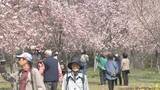 「「しだれ桜」300本が満開　長湯温泉しだれ桜の里、広大な斜面を彩る　大分・竹田市」の画像1