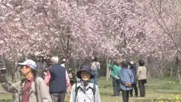 「しだれ桜」300本が満開　長湯温泉しだれ桜の里、広大な斜面を彩る　大分・竹田市