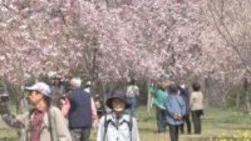 「しだれ桜」300本が満開　長湯温泉しだれ桜の里、広大な斜面を彩る　大分・竹田市