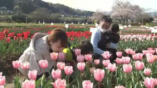 「「おがたチューリップフェスタ」始まる　19万本が見頃、フライングドラゴン初登場　大分」の画像