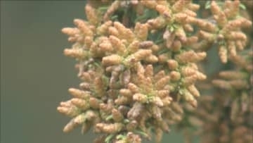 スギ花粉初観測、本格シーズンへ　ドラッグストアでは早くも特設コーナー　医療用成分や鼻うがい商品が人気